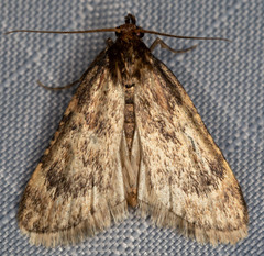 Aglossa cacamica