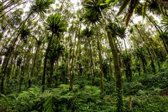 Asplenium australasicum