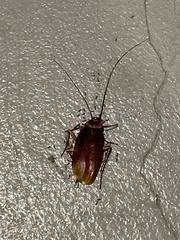 Periplaneta americana