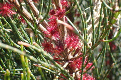 Allocasuarina muelleriana