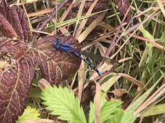 Argia