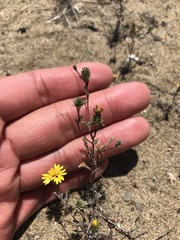 Lessingia germanorum