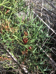 Isopogon ceratophyllus