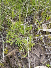 Leptorhynchos squamatus