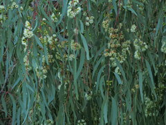 Eucalyptus dwyeri