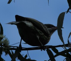 Acanthagenys rufogularis