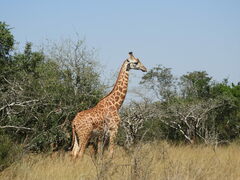 Giraffa camelopardalis tippelskirchi