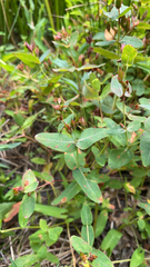 Hypericum virginicum