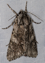 Catocala verrilliana