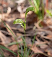 Pterostylis melagramma