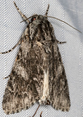 Catocala verrilliana