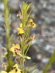 Dillwynia floribunda