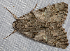 Catocala verrilliana