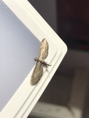 Eupithecia subapicata