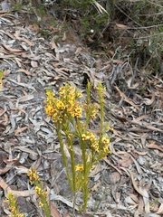 Dillwynia floribunda