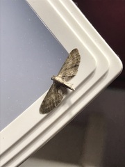 Eupithecia subapicata