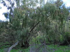Eucalyptus dwyeri