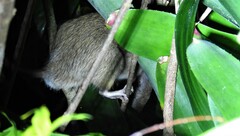 Rattus rattus