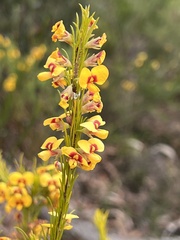 Dillwynia floribunda