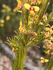 Dillwynia floribunda