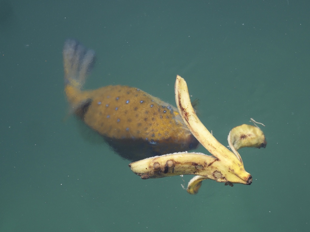 Yellow boxfish (Ostracion cubicus) — Ostraciidae