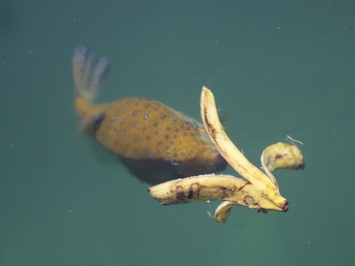 Yellow boxfish (Ostracion cubicus) — Ostraciidae