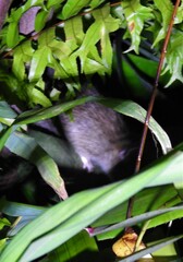Rattus rattus