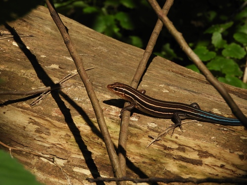 Broad-headed Skink