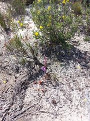 Thelymitra campanulata