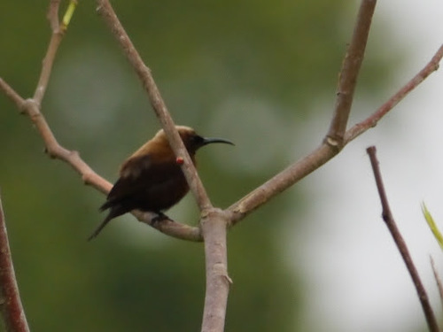 Carmelite Sunbird (Chalcomitra fuliginosa), photo 10