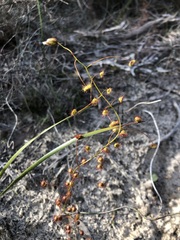 Drosera planchonii