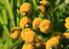 Rhopalomyia tanaceticola