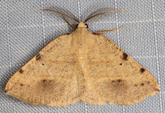 Drepanulatrix bifilata
