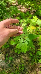 Scrophularia lanceolata
