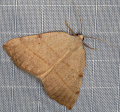 Drepanulatrix bifilata