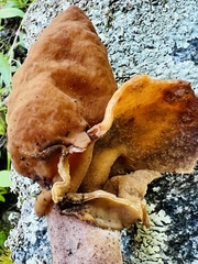 Gyromitra