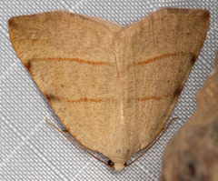 Drepanulatrix bifilata