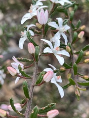 Philotheca hispidula