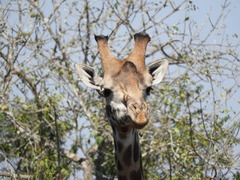 Giraffa camelopardalis tippelskirchi
