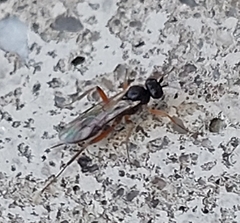 Ichneumonoidea