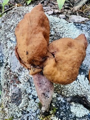 Gyromitra