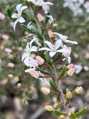 Philotheca hispidula