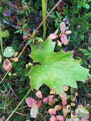 Petasites frigidus