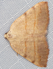 Drepanulatrix bifilata