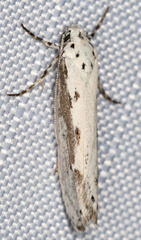 Ethmia
