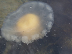 Phacellophora camtschatica