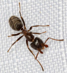 Liometopum occidentale