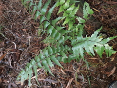 Asplenium polyodon
