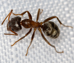 Liometopum occidentale