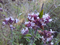 Origanum vulgare